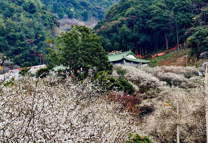开了离汕头不到2小时车程的地方竟有10万株梅花迎寒绽放美不胜收还免