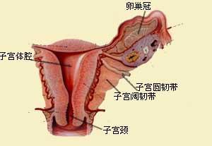 子宫的结构图想看女人子宫长什么样子宫结构图片让你一目了然