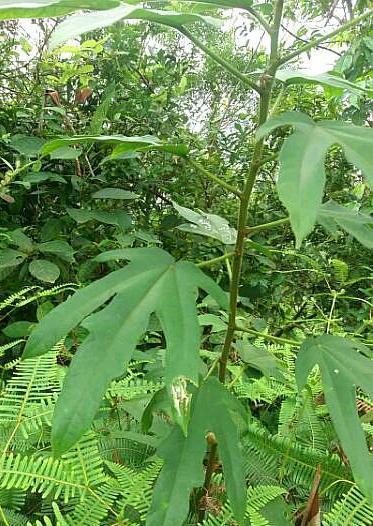 五指毛桃,五爪龙,野生植物,植物,用处