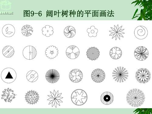 9-6 阔叶树种的平面画法