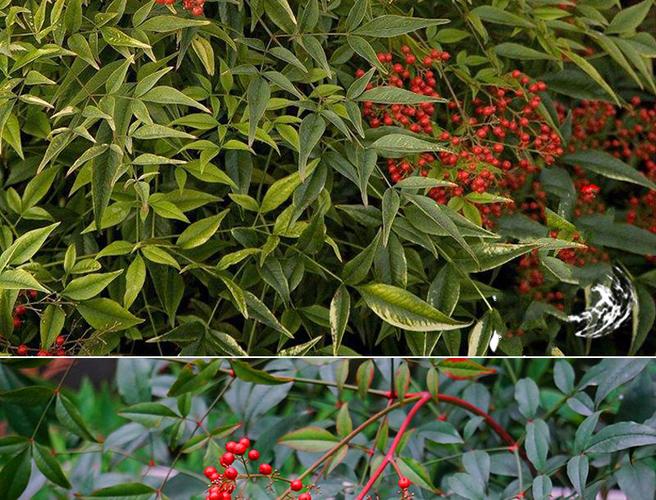 南天竹盆景老桩盆栽花苗火焰红南天竹树苗庭院观叶植物南天竹1米5高1