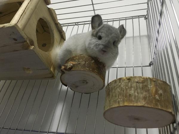 养龙猫是一种怎样的体验?