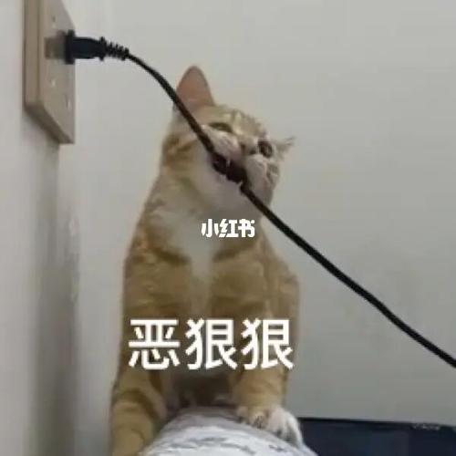 杠铃的专属表情包合集#大橘为重  #中华田园猫  #大橘表情包  #表情