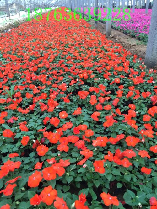 597苗木网 苗木报价 花卉 青州市花缘花卉苗木基地是集花卉,苗木种植