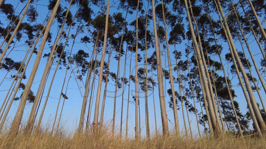 笔直的树干笔直的树木高高的桉树_3840x2160_高清视频