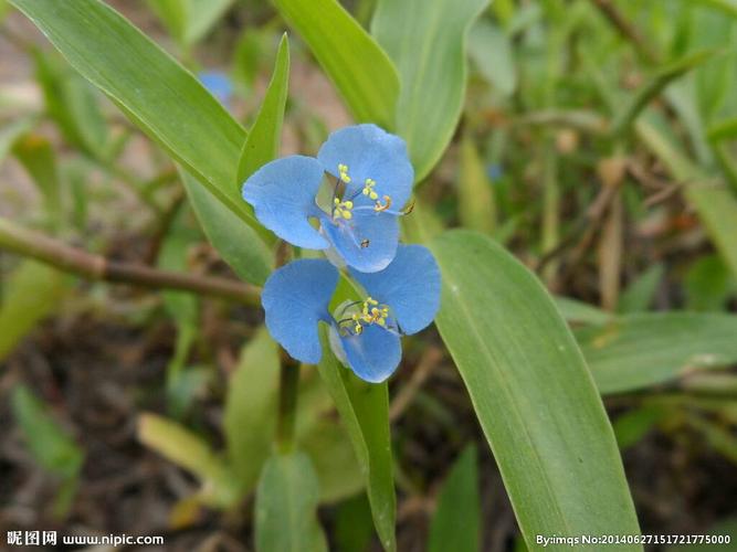 展开全部 鸭跖草,拉丁学名:(commelina communis),别名碧竹子,翠蝴蝶