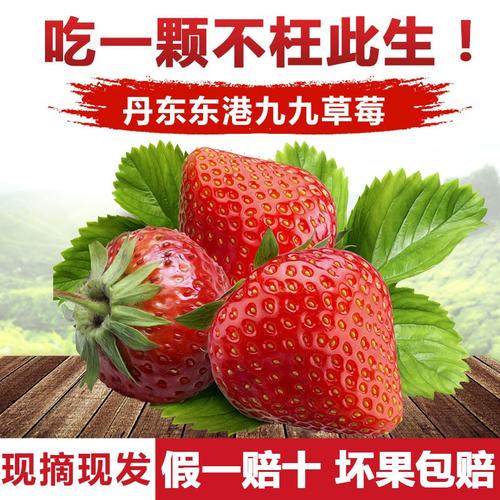 一折丹东99草莓新鲜现摘