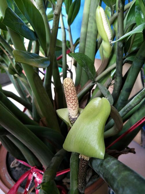 金钱树开花真罕见