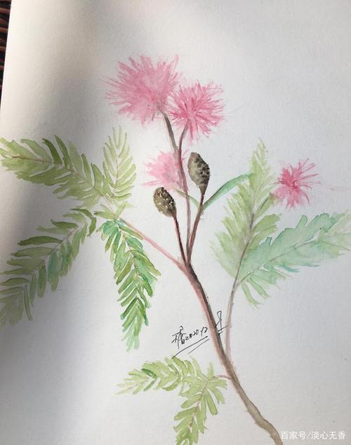 绘画美丽的含羞草,四步就能完成