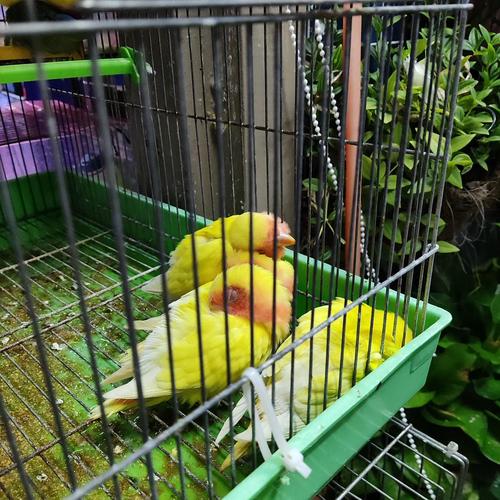 用各种姿势睡觉中的鹦鹉们