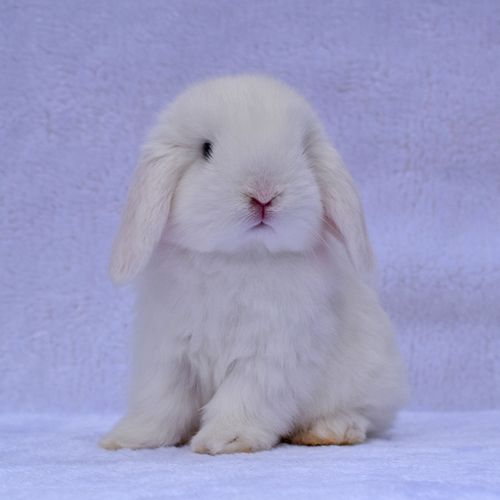 荷兰侏儒兔子活物垂耳兔宠物小型茶杯道奇盖脸兔
