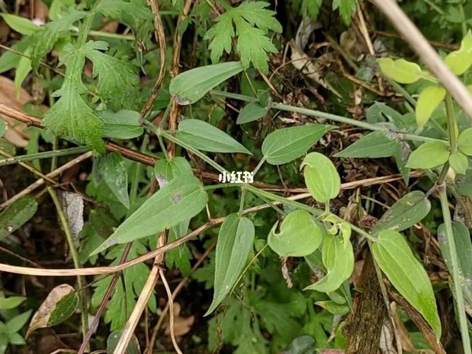 带你认识100种,农村药用植物(7)茜草_药品_医疗健康