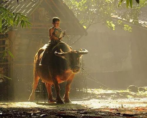 我大弟弟小时候放牛,把书带上,跟这孩子差不多.