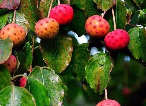 之一的何首乌拿来做吃的实在是相当地奢侈啊35灯笼萢果子味道酸酸甜甜