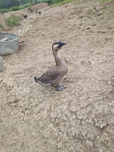 [狮头鹅批发]合浦黑脚狮头鹅价格11元/斤 - 惠农网