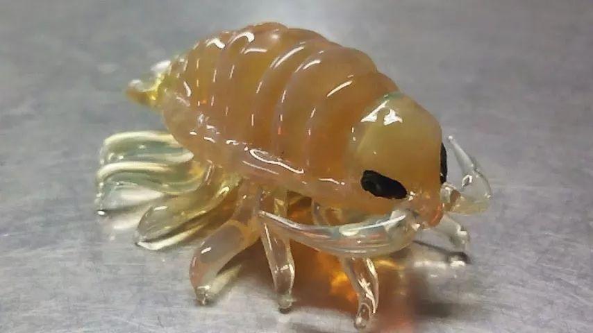 神奇生物:今天来给大家安利一下我最喜欢的大王具足虫