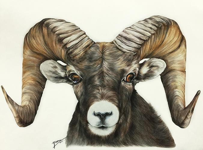 大角羊|纯艺术|彩铅|yuany00 - 原创作品 - 站酷