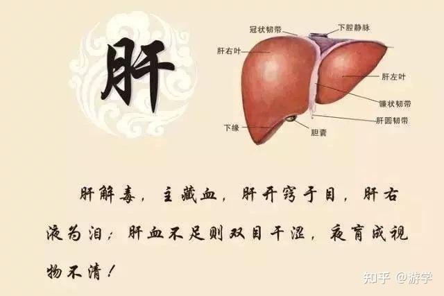 《黄帝内经》称肝为"人体的将军"