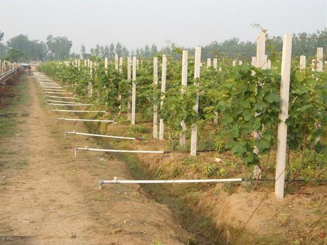 有机猕猴桃种植技术简介