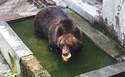 近日,面对邯郸市出现的持续高温天气,丛台公园动物园的工作人员采取