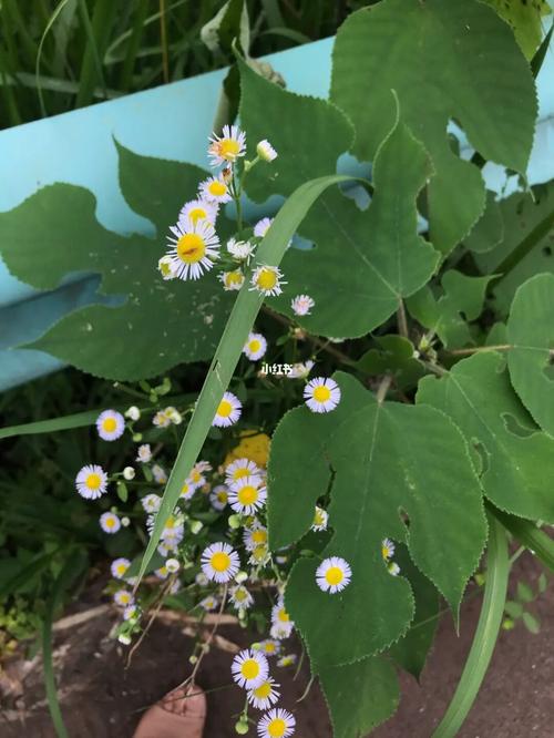 乡村小野花_乡村_生活记录_接地气生活