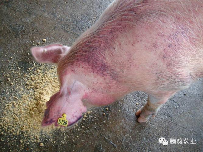 注:猪附红细胞体病简称附红体病,是由立克氏体目中的附红体引起.