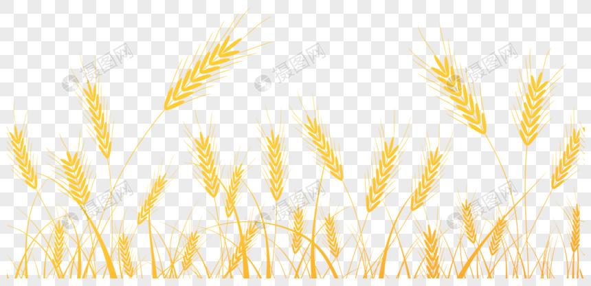 秋天稻田里的麦穗