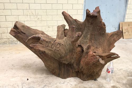 正宗老挝大红酸枝[交趾黄檀]根雕料 随行摆件树根料雕刻工艺品