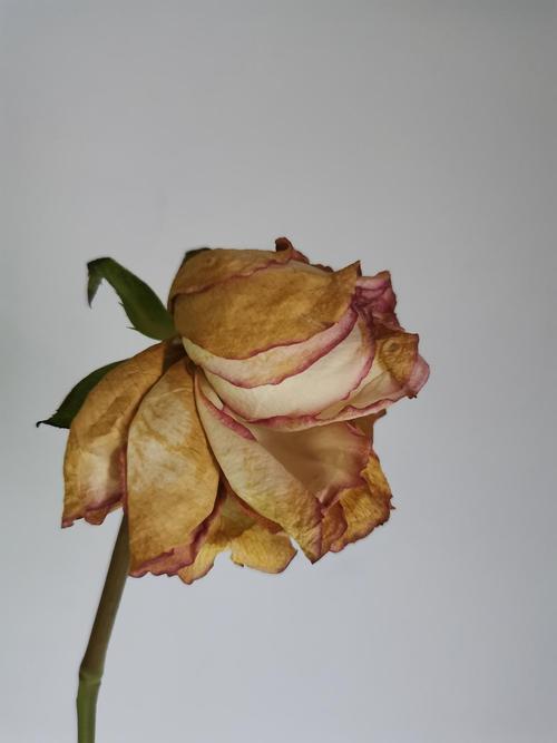 枯萎的花