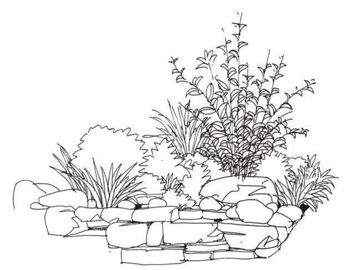 灌木马克笔上色步骤