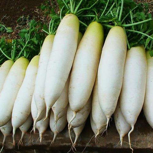 长白萝卜种子韩国白玉春白高产抗病大田菜园易种春秋四季水果萝卜