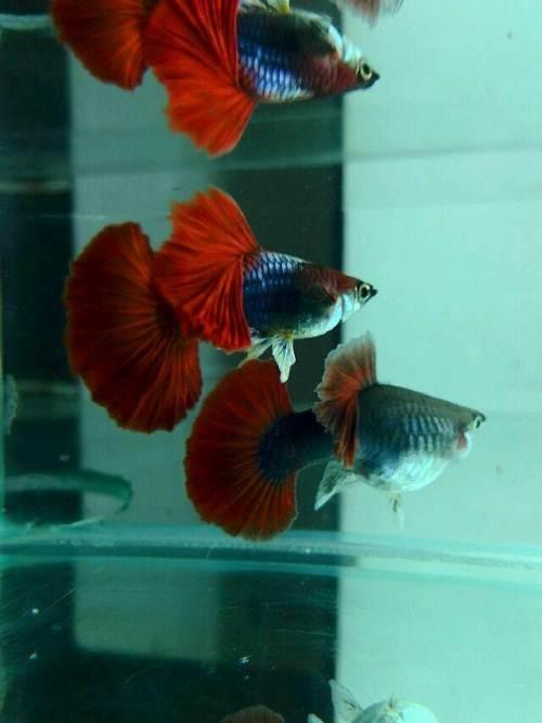 自家的红扇孔雀鱼