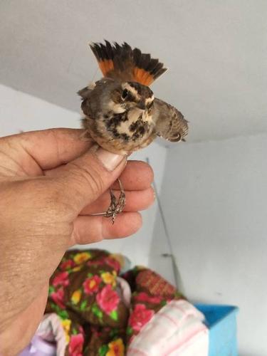 这是啥鸟 都说是靛颏 我看不像 请指点