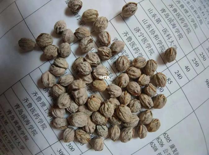 百香籽散籽果子的一些还图_拉萨自由行热门攻略_兴趣爱好_兴趣爱好