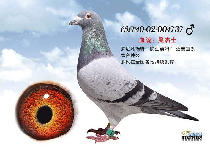 人 气:              次                血 统: 罗尼凡瑞特