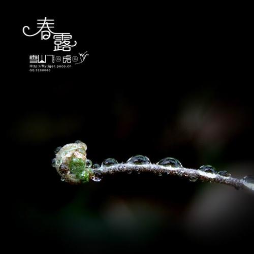主题:春露
