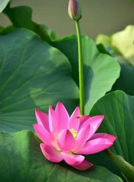 诸布施中,法布施最赠人玫瑰,手有余香感恩您的转发南无阿弥陀佛内容