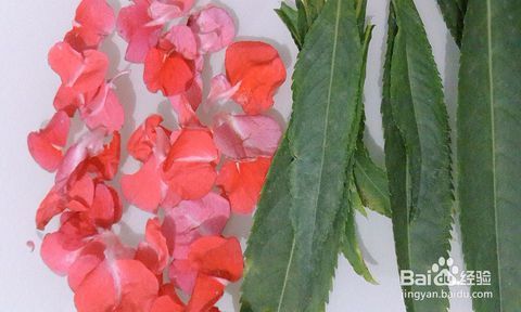 凤仙花的折纸