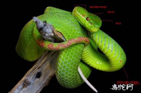 trimeresurus albolabris1,墨脱竹叶青squamata竹叶青蛇的品种比较多