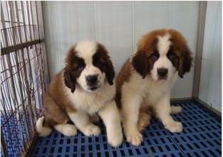 出售圣伯纳犬纯种幼犬 圣伯纳纯种幼犬