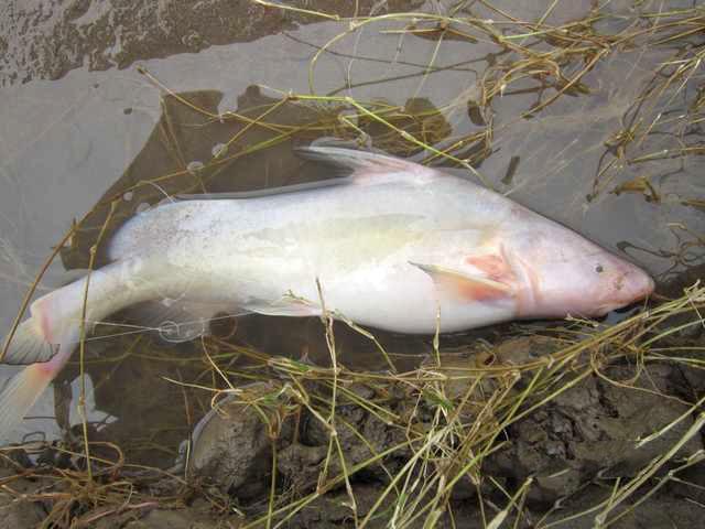无鳞鱼对刚刚生完孩子的人,就买此鱼熬汤,肥胖的