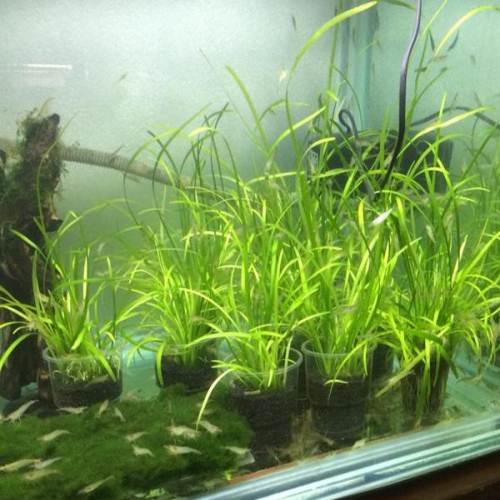 水草水兰10元一盆