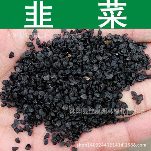 【优质韭菜种子】蔬菜种子优质韭菜种子阳台种植韭菜籽山韭扁菜发芽率