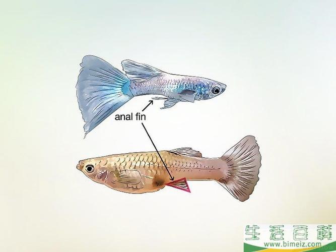 如何分辨孔雀鱼的雌雄
