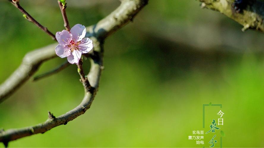 春分时节到,莫负好春光