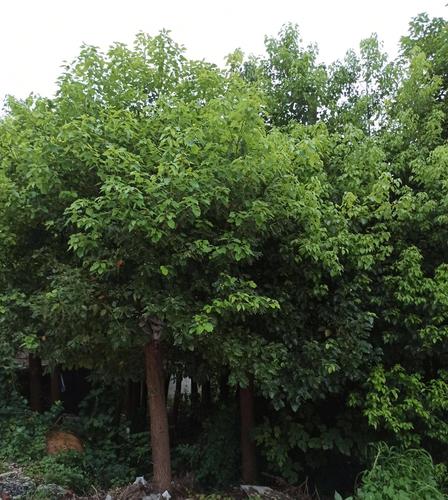 全冠香樟全冠小叶香樟