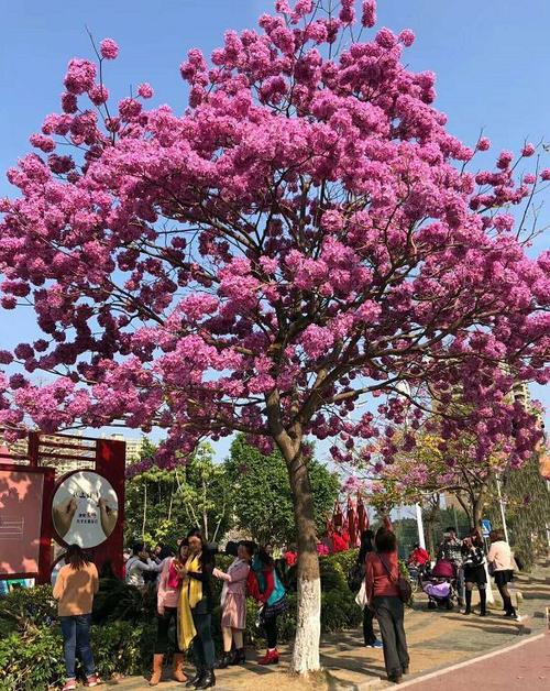 近日,一棵开在金碧湾花园前的紫花风铃就成了无数清远人的开年打卡