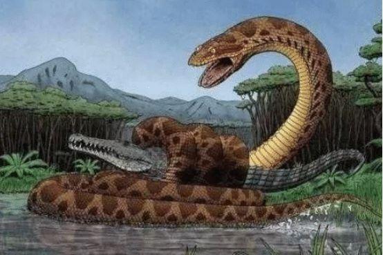它是史上最大的蛇?平均长度可达13米左右,一般在水中生活