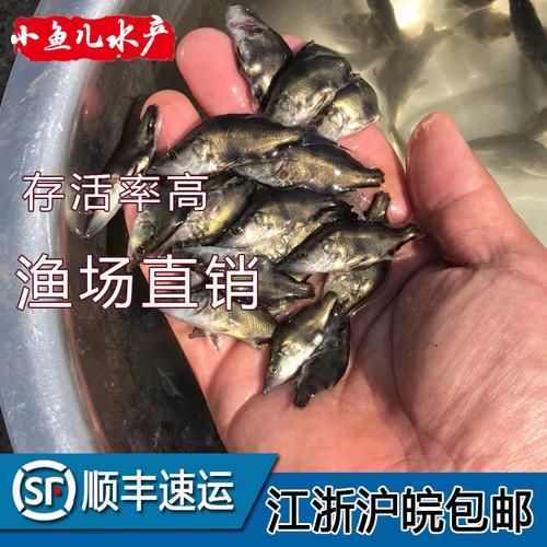 鱼苗桂鱼鳜鱼活体桂花鱼昂刺鱼鲜活养殖淡水鱼