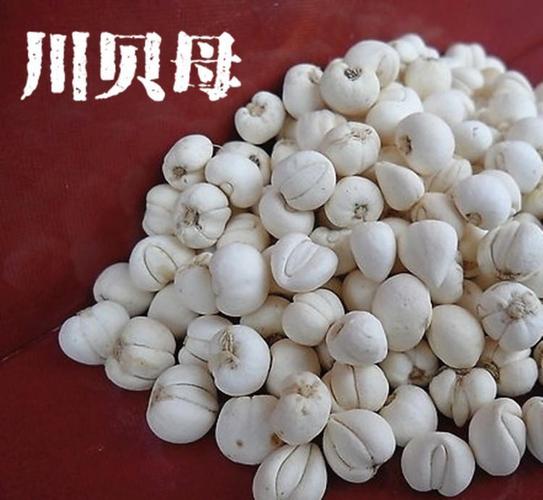 中药古今研究:川贝母